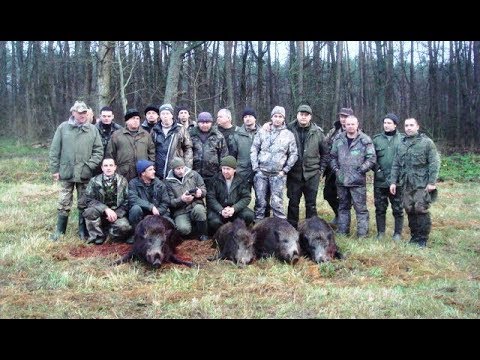 Видео: Охота на кабана у Ревы М. А.