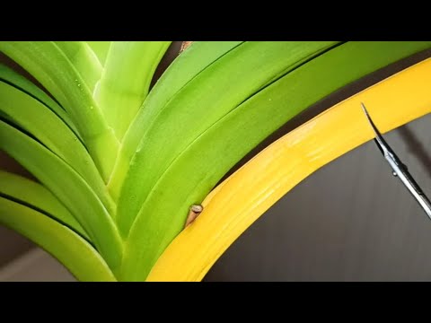 Видео: Орхидея Ванда снимаем лист. Как правильно ухаживать за орхидеями в домашних условиях. Корни растут.