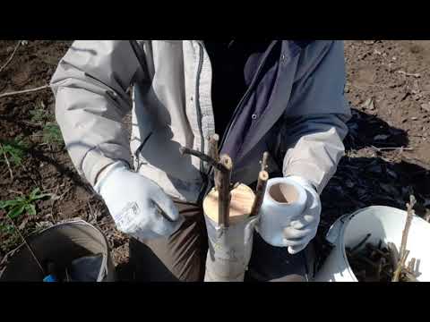 Видео: Перещеплення горіха волоського. Walnut grafting.