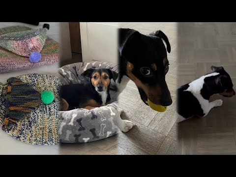 Видео: Вот такие у нас соседи 🤷‍♀️Выживают нас 🐕‍🦺🐕И наших собачек 🤨