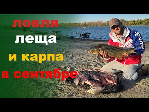 Видео: лещи на реке