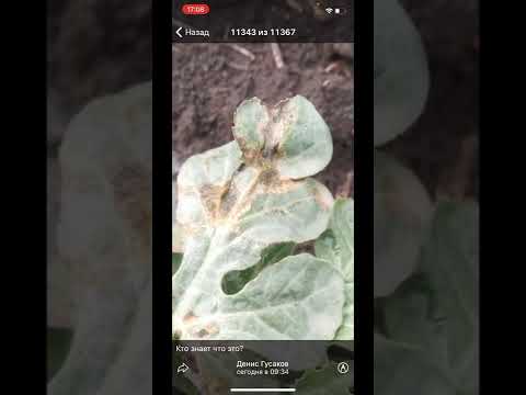 Видео: Бактериоз арбуза/ как поливать арбуз