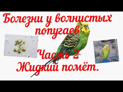 Видео: БОЛЕЗНИ У ВОЛНИСТЫХ ПОПУГАЕВ🦜🦜/ЧАСТЬ 2/ ЖИДКИЙ ПОМЁТ.