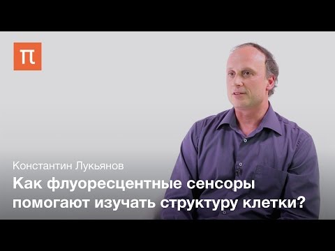 Видео: Генетически кодируемые флуоресцентные сенсоры — Константин  Лукьянов
