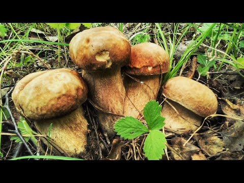 Видео: Колосовики (ранние берёзовые белые грибы) и лисички. ПРОСТО СУПЕР!