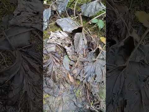 Видео: Идём на гору