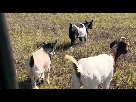 Видео: Суббота с дополнениями