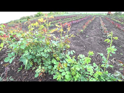 Видео: Розы, первая обработка от вредителей!