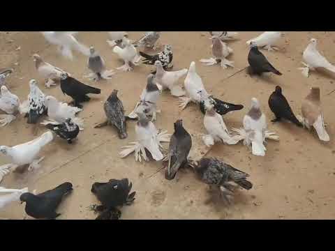 Видео: 21 октября 2025 г.