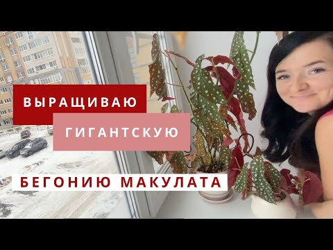 Видео: Выращиваю гигантскую бегонию макулата