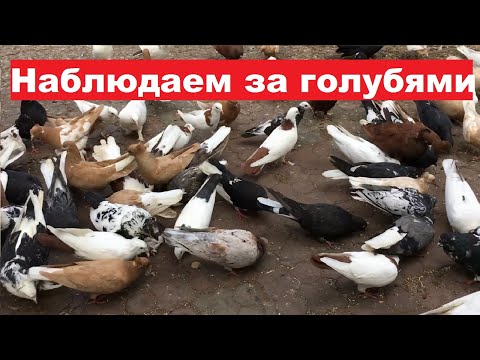 Видео: Небольшие наблюдения за голубями. Обганиваем молодых голубей