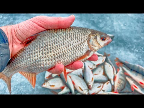 Видео: ЛОВИ ТРОФЕЙНУЮ ПЛОТВУ НА ЭТУ МОРМЫШКУ!!! Зимняя рыбалка на безмотылку.