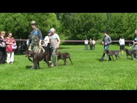 Видео: 236. 117-я выставка курцхаары кобели младшая группа