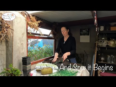 Видео: Осенний посев морозостойких однолетников для весенней срезки // Стебли от Suzanne Cut Flower Garden🌸