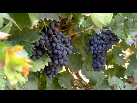 Видео: Майиз учун махсус узумзор ташкил қилган булунғурлик боғбон сирлари | Mening bog'im