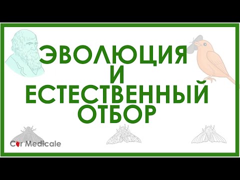 Видео: Эволюция и естественный отбор - очень кратко