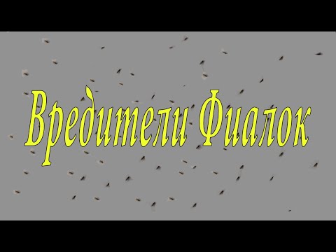 Видео: Трипс на фиалках