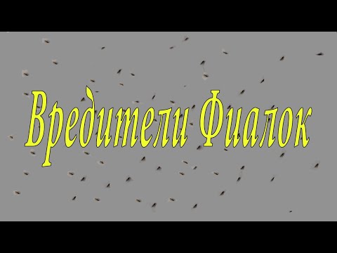 Видео: Трипс на фиалках