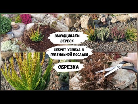 Видео: Выращиваем вереск. Обрезка.