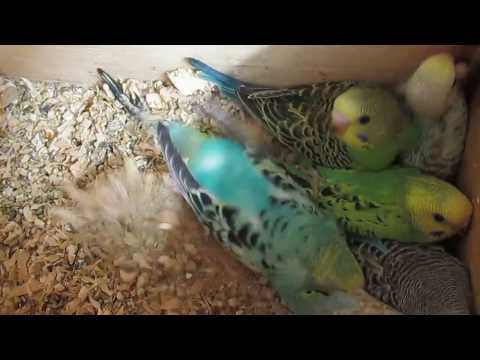 Видео: Птенцы волнистых попугаев готовы покинуть гнездо