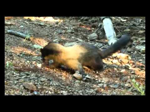 Видео: Зов тайги: Харза