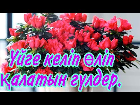 Видео: Үйге келіп өліп қалатын гүлдер. Күтімді қажет ететін гүлдер. Капризныи гүлдер. Гүлдер әлемі.