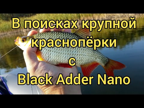 Видео: Осенний мормышинг с лодки с Black Adder Nano 168 см. 0.5-1.0 гр.  В поисках крупной краснопёрки.