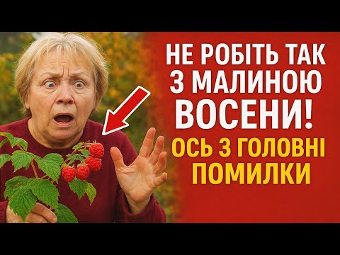 Видео: Не робіть так з малиною восени! Ось 3 головні помилки, через які ви залишитеся без ягід.