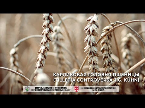 Видео: Карликовая головня пшеницы (Tilletia controversa J.G. Kühn)
