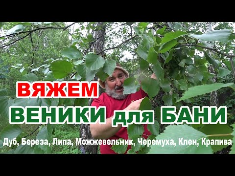 Видео: Как собрать и связать БАННЫЕ ВЕНИКИ. Правильные сушка и хранение! Дуб, Береза, Липа, Крапива, Клен.