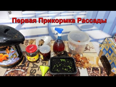 Видео: Первая прикормка рассады Табака.