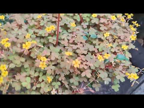 Видео: 13 . 04.25. Г. Обзорчик!!!