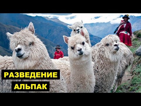 Видео: Разведение Альпак в домашних условиях как бизнес идея | Альпака