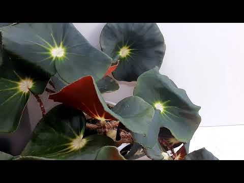 Видео: Бегония Subasida