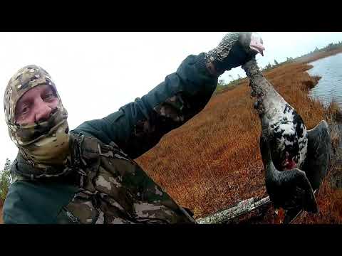 Видео: 18 октября 2025 г.