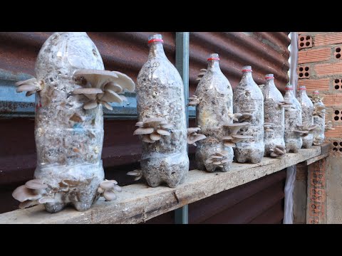 Видео: Попробуйте вырастить грибы из картона, доступного дома, и удивить концовку.