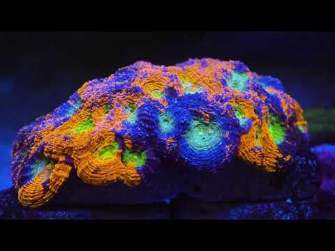 Видео: Мой риф 28.10.25