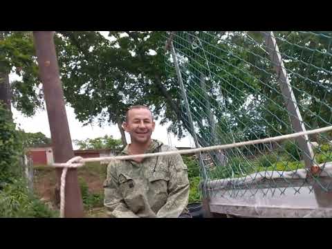 Видео: НАШИ ОГОРОДНЫЕ ДЕЛА 🍓🍅🥕🥔🧄🥬