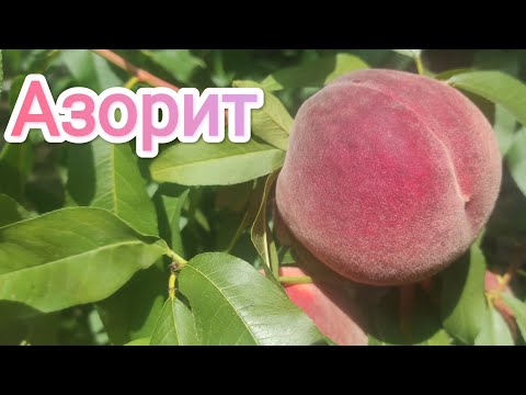 Видео: Персик Азорит (поздний)