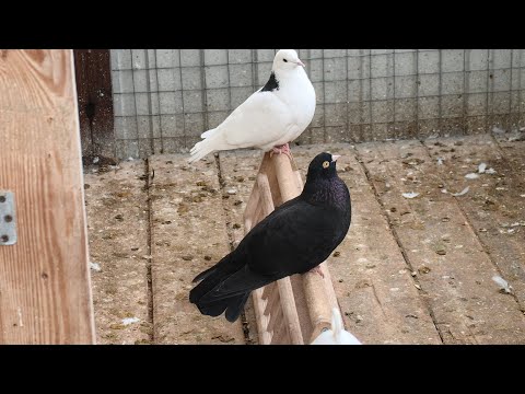 Видео: Будни голубятника.