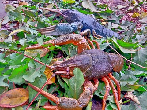 Видео: Нашел лесное озеро в котором МНОГО РАКОВ