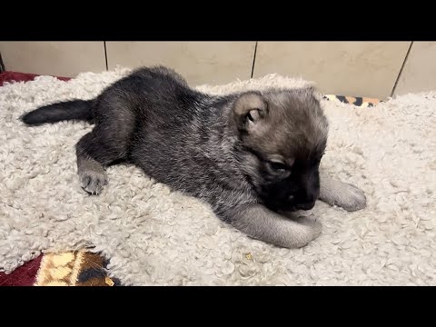 Видео: ДОЛГОЖДАННЫЙ ДУБЛЬ ПОМЁТ ОТ ШИКАРНОЙ ПАРЫ АБОРИГЕНОВ.ЗНАКОМСТВО С МАЛЫШАМИ НА БУКВУ «Ц» #гампр#dog#