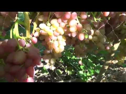 Видео: Кишмиш Лучистый на 15.08. Урожай 2016г