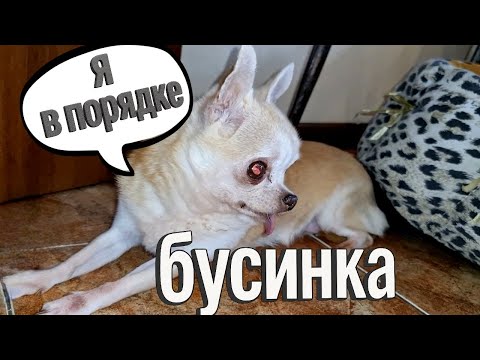 Видео: Аптечка для собак. Что должно быть обязательно у вас дома!