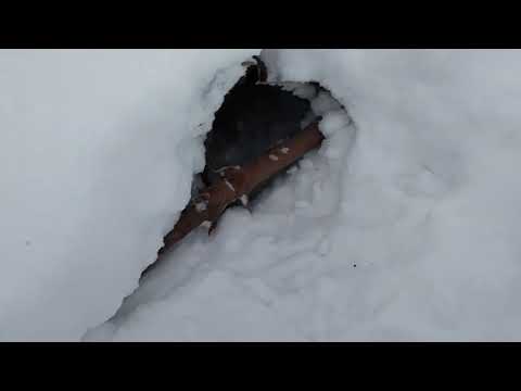 Видео: Охота на лис с капканом.