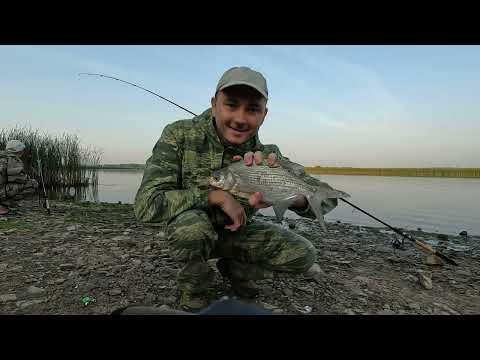 Видео: Рыбалка на Свияге.