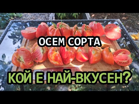 Видео: Моята класация на 8 сорта домати от еко градината ми без копане / Tony's permaculture garden