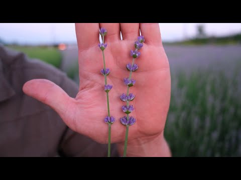 Видео: Сравнение лаванды и лавандина для флористики