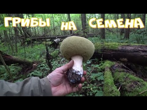 Видео: Этот лес полон всяких удивительных грибов!Собираю грибные семена на рассаду!Август 2025!