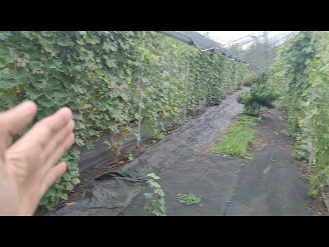 Видео: Шпалера Виноградника с защитой от града